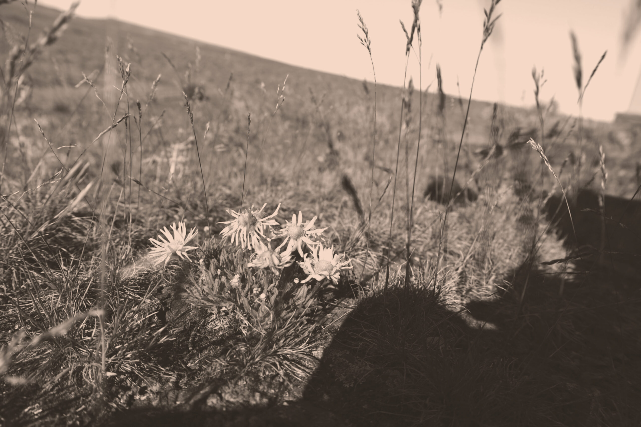 Wildflowers and tall grass on a sunlit hillside, with blurred shadows in the foreground. Sepia tone.