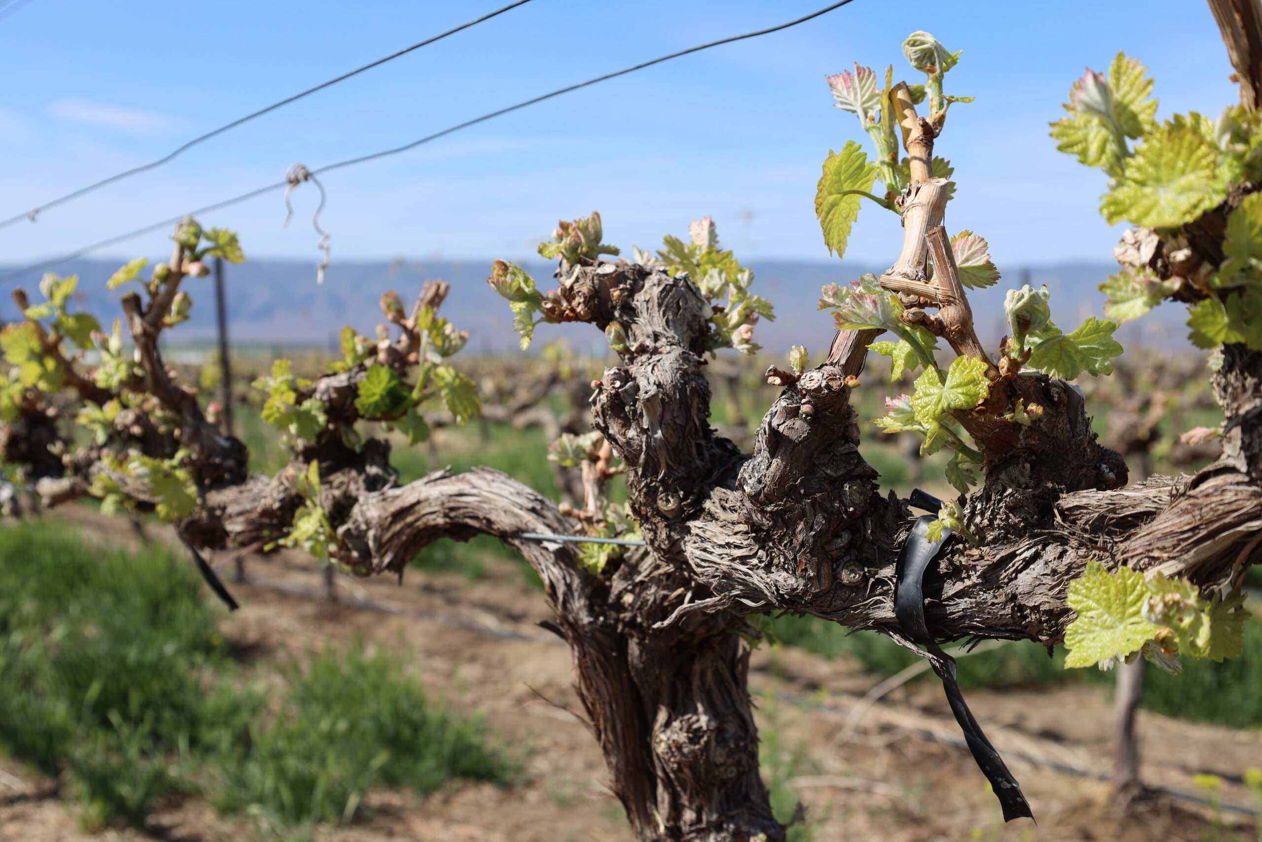 Close-up of grapevines with new green leaves sprouting in a vineyard under a clear blue sky.