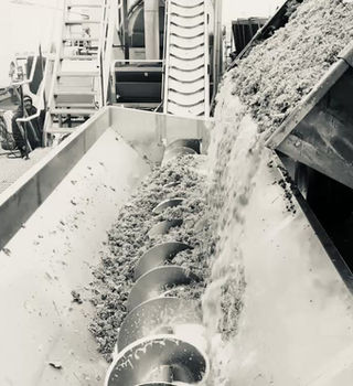 winery-first-vid-poster Industrial auger conveyor moving shredded material onto a processing belt in a factory setting.
